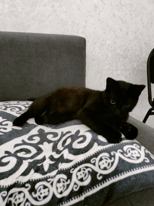 Отдам красивого котенка 6 мес.