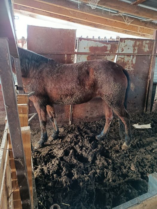 Лошади на согым откормленных