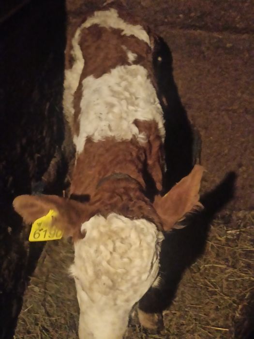 Vând vitea bălțată românească