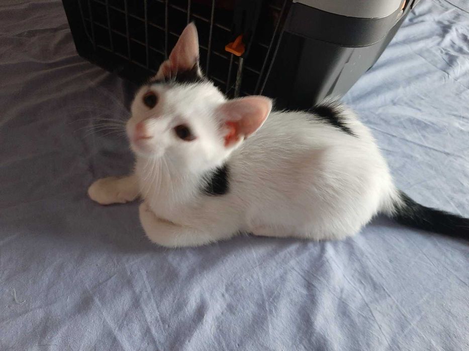 Котета търсят своя дом