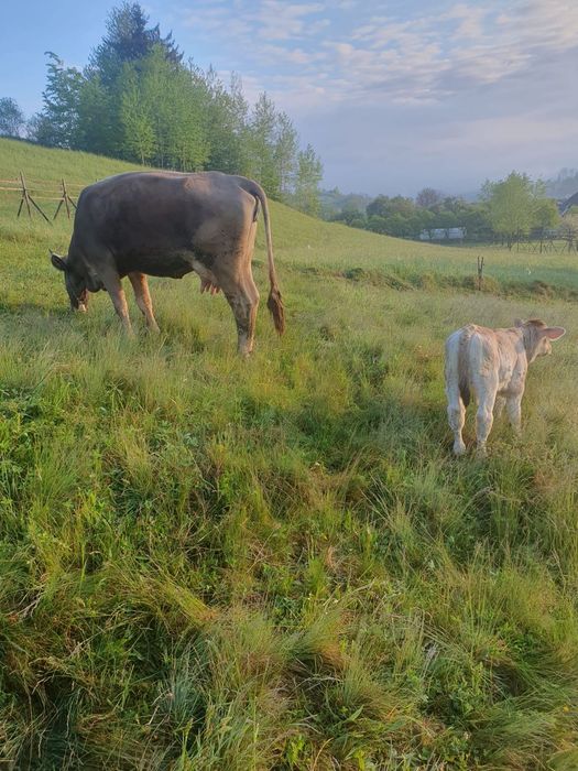 Vaca bruna de maramures