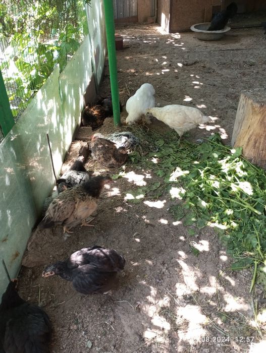 Продам молодых курей и петушков.
