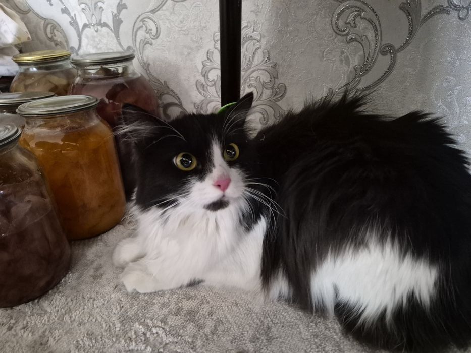 Отдаём кошка стерелизированная