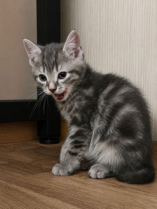 Продам котят полубританцы мраморный окрас серые