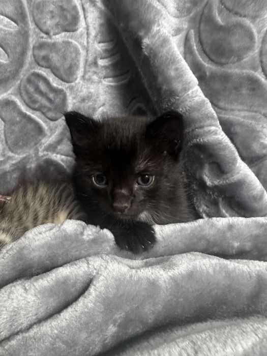 Котенок на счастье