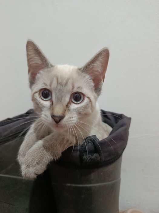 Котенок ищет дом