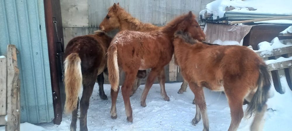 Продам жеребчики 4 головы
