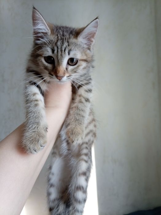 Продам котёнка 2 месяца