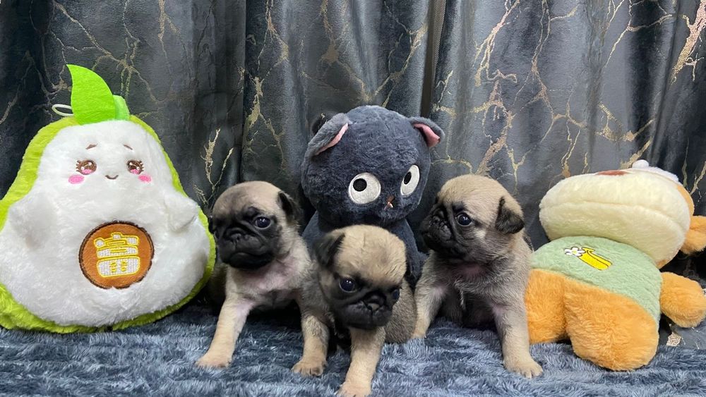 Очаровательные щенки мопса.