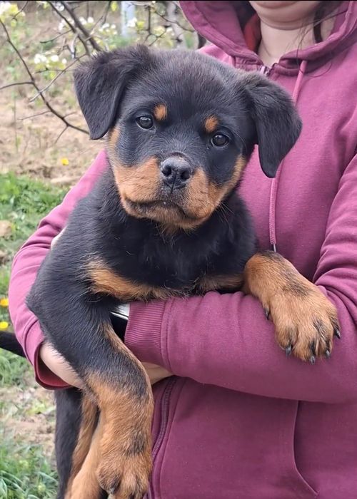 Pui Rottweiler (Femela) cu Pedigree