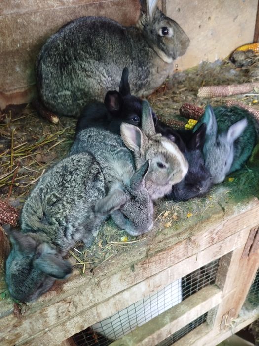 Iepurași de vânzare