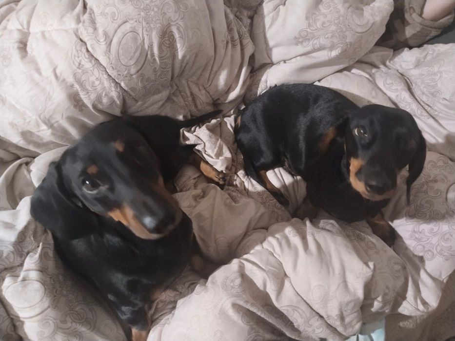 Продам щенков таксы