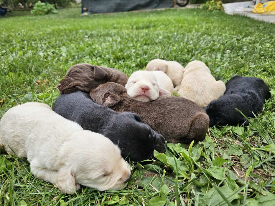 Подарявам кученца Лабрадор