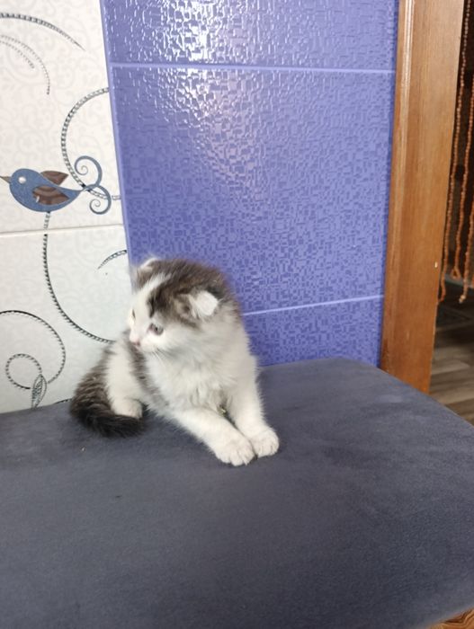 Котята домашние бесплатно