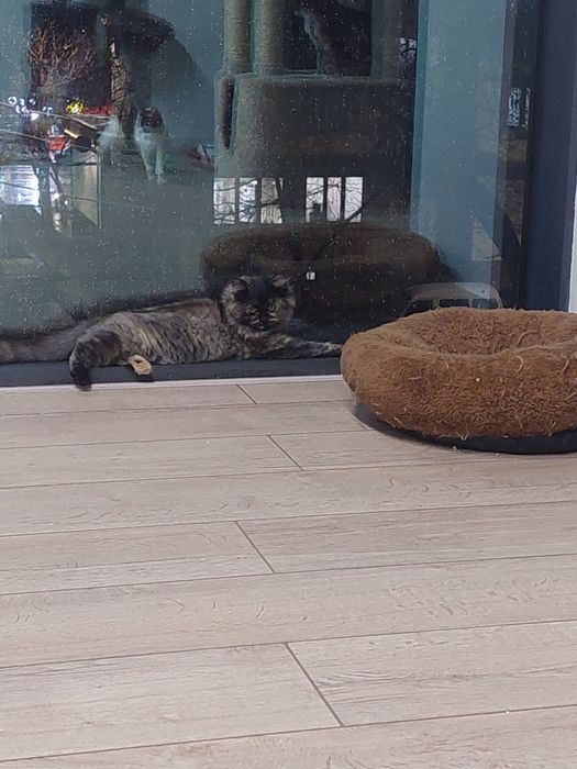 Котенок девочка Ташкент