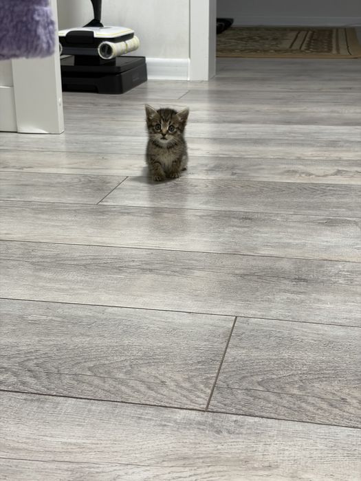 Котенок девочка срочно ищет дом!