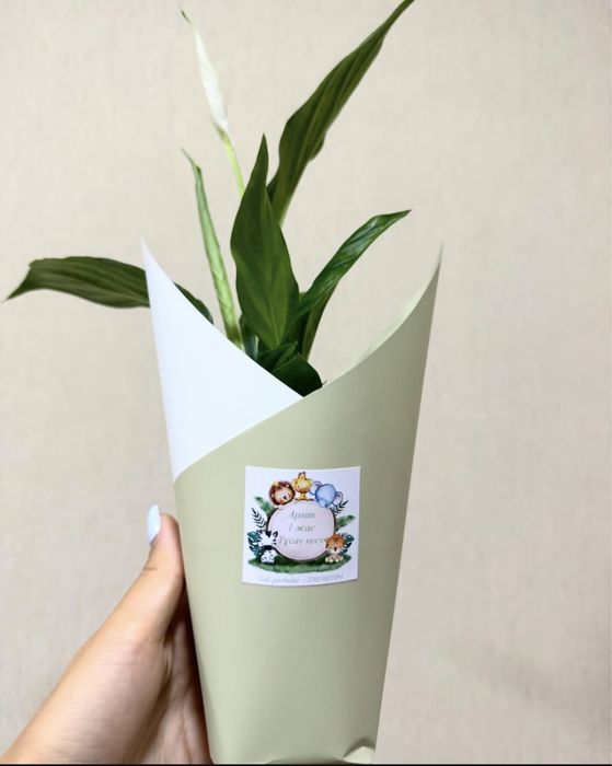 Тойбастар. Женское счастье