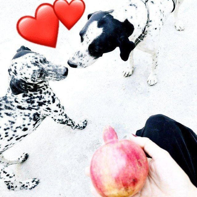 Dalmatin sotiladi Далматин продаётся