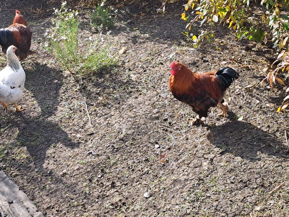 Молодые петухи для разведения