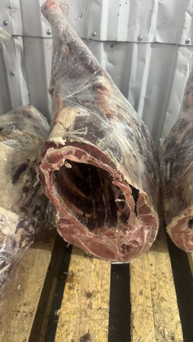 сайгачье , сайгак , киик ети мясо