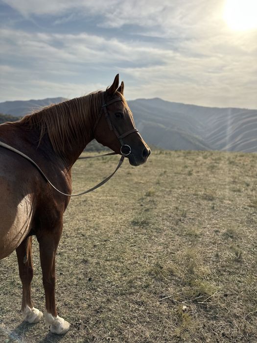 Арабская чистокровная