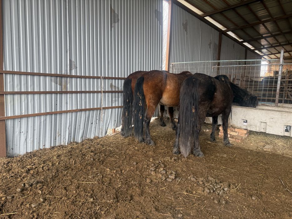 Продам кобыл полукровки бия бие