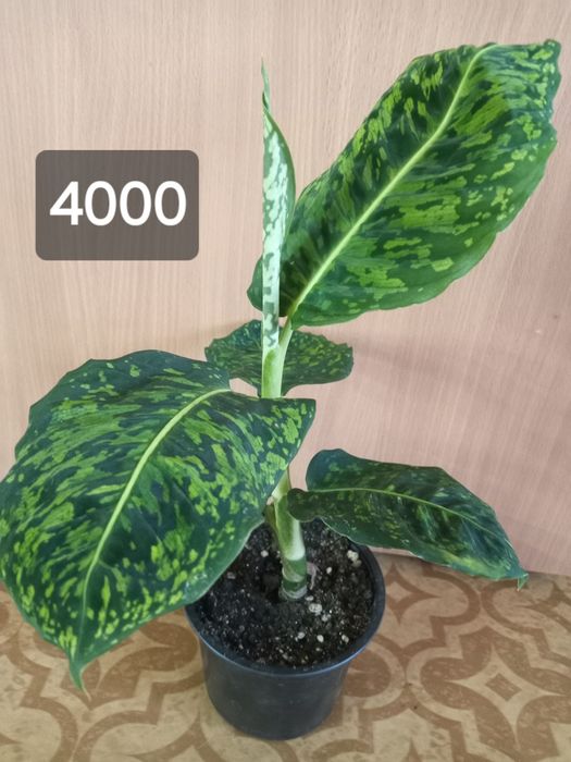 комнатные растения