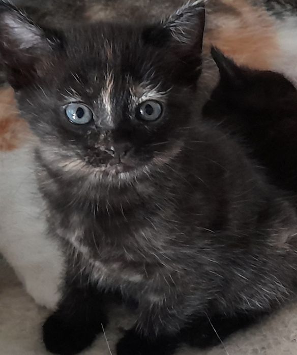 Отдам котят 1мес10дней