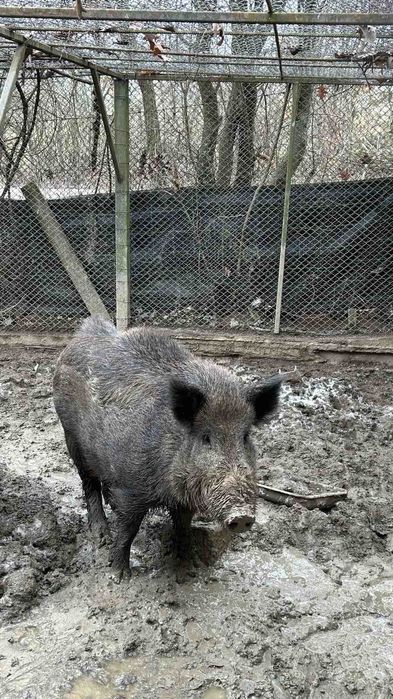 Продавам диво прасе