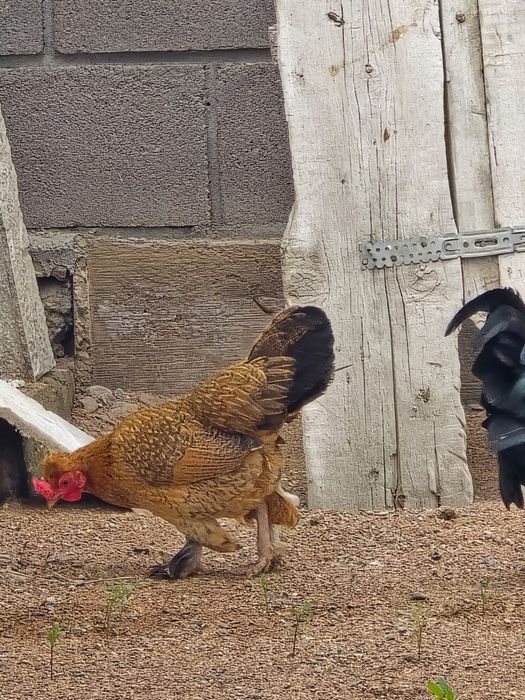 Куры японские декоративные