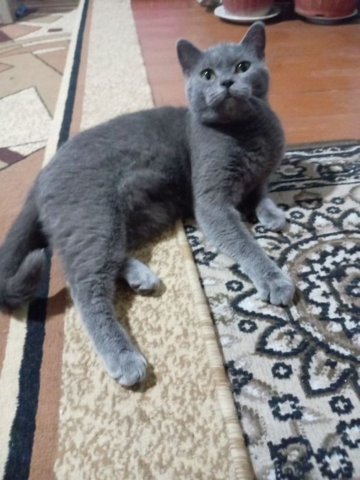 Скотиш страйт киз 2 йош сотилади