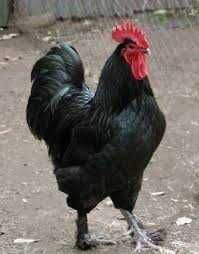 Кора шахзода хурозлар сотилади