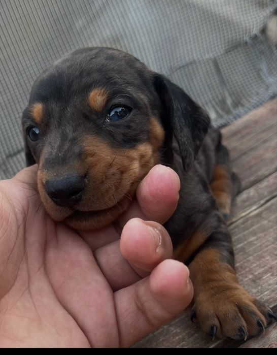 Pui de teckel mini arlechin, drăgălas si jucauș