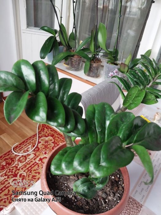 Комнатные цветы,адаптированные