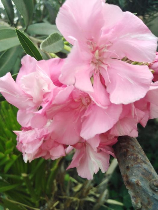 Продаётся Олеандр розовый
