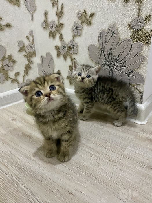 продаются котята 1,5месяцев