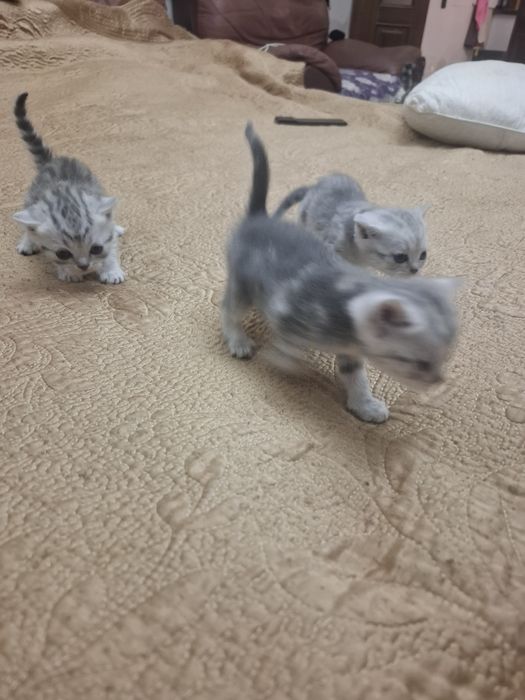 Продам котят добрый рук