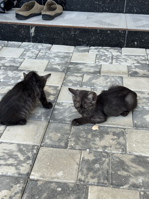 британский скоттиш страйт
