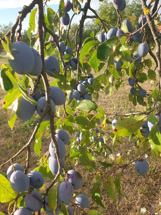 Prune pentru țuica/vinars