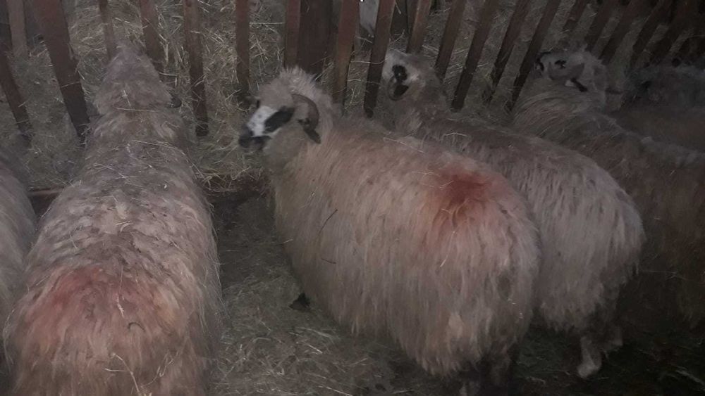 De vanzare oi 15 bucati mioare si stramioare