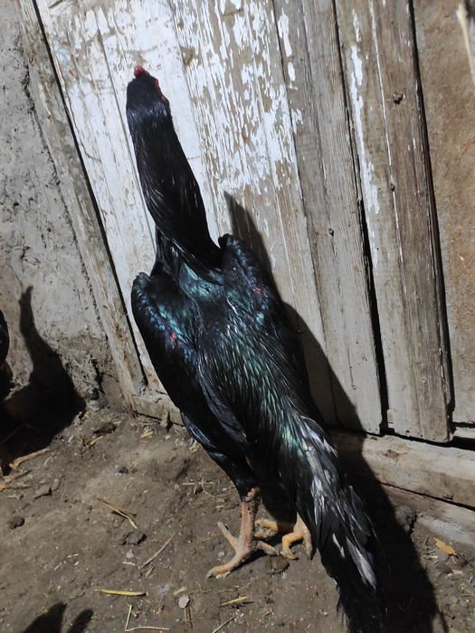 Shamo jo'ja tozasi ishqivoziga