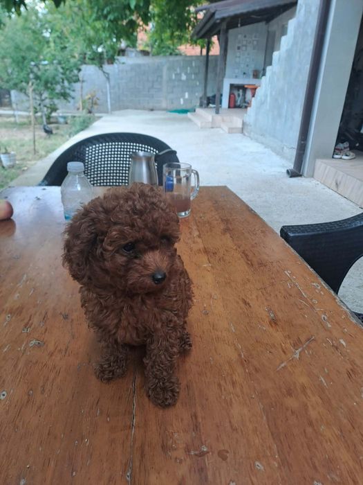 Toy Poodle Пудел