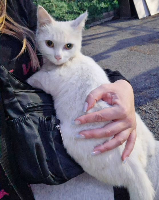 Отдам котенка в добрые руки