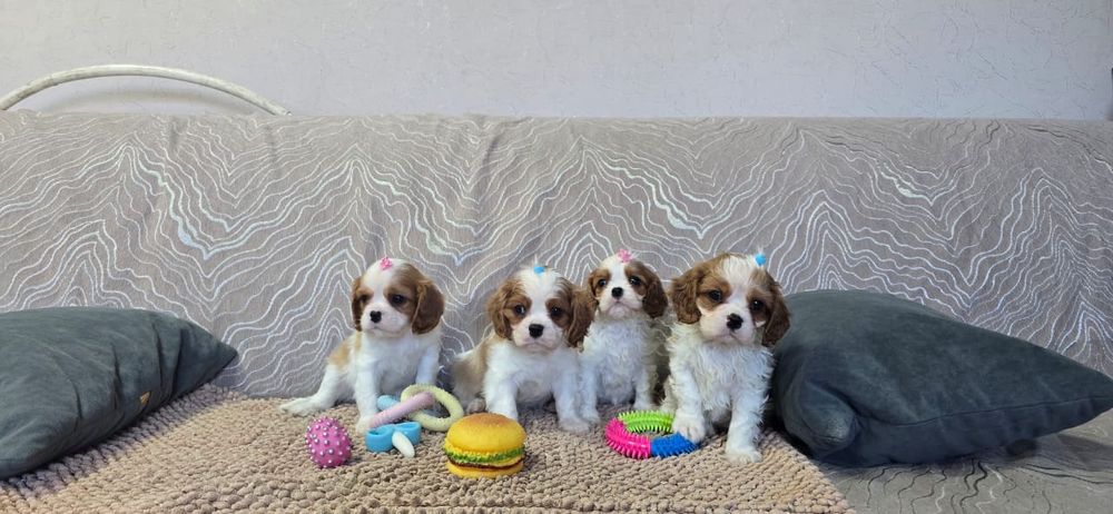 Щенков Кинг Чарльз Спаниель