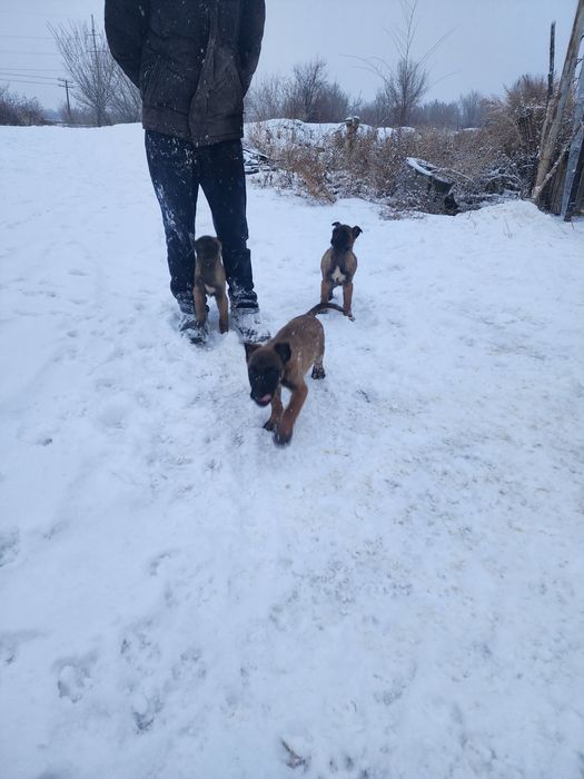 Белгиская окарачка