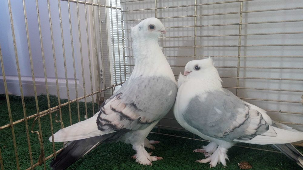 Porumbei de frumusete..curcani.rotari.satineti. .satineti.