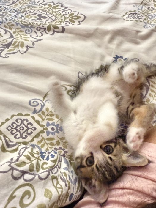 Котенок 1 месяц - мальчик. Ташкент.