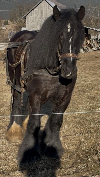 Armasar BELGIAN pt monta genetica de tot !!