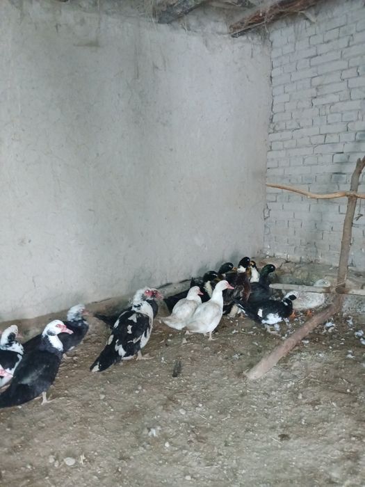 Induwka va ordak sotiladi