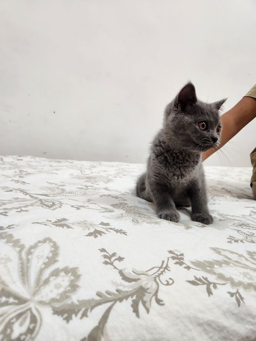 Кошка скотиш страйт срочно